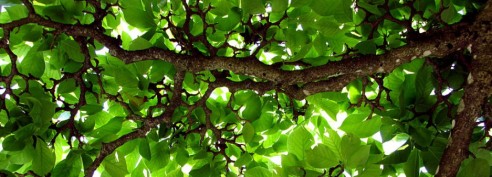 cropped-tree-green-leaves-canopy-under_the_tree_by_exornali-d6bocv31.jpg